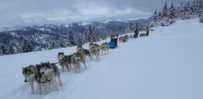 TURĂ SCURTĂ CU SANIA TRASĂ DE CÂINI – AVENTURĂ PE ZĂPADĂ