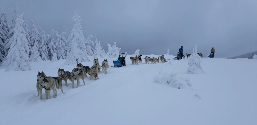 DESCOPERĂ SĂLBĂTICIA MUNȚILOR HARGHITA ALĂTURI DE HUSKY