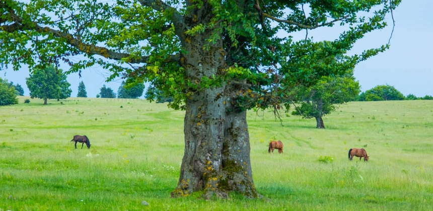EXCURSIE CĂLARE DE O ZI ÎNTREAGĂ CU PICNIC