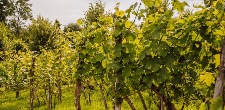 DEGUSTARE DE 4 VINURI LA PETRY ESTATE WINERY